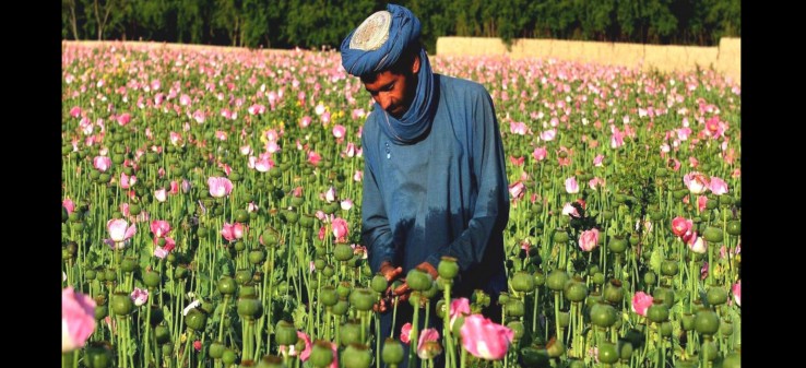 علل افزایش کشت مواد مخدر  در دوران پسا طالبان