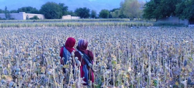 نگاهی به گرایش احتمالی کشاورزان افغانستان به مواد مخدر در بحران اقتصادی