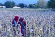 نگاهی به گرایش احتمالی کشاورزان افغانستان به مواد مخدر در بحران اقتصادی