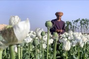 بررسی حکم رهبر طالبان درباره ممنوعیت کشت مواد مخدر