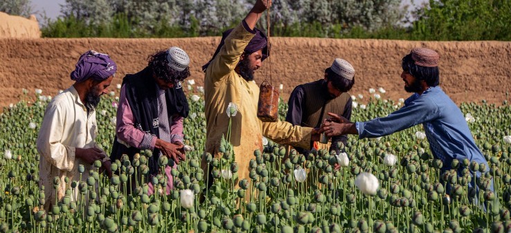 وضعیت کشت خشخاش در افغانستان؛ دیدگاه یک کارشناس مواد مخدر