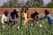 وضعیت کشت خشخاش در افغانستان؛ دیدگاه یک کارشناس مواد مخدر