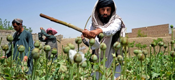 حکومت طالبان از ممنوعیت کشت تا منع تجارت مواد مخدر