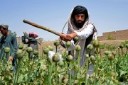 حکومت طالبان از ممنوعیت کشت تا منع تجارت مواد مخدر