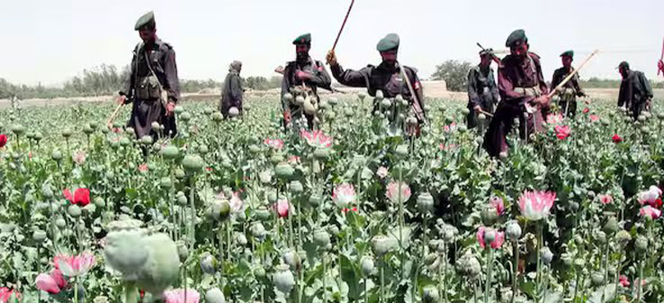 خیزش تولید مواد مخدر و پیامد آن بر ساختار سیاسی پاکستان